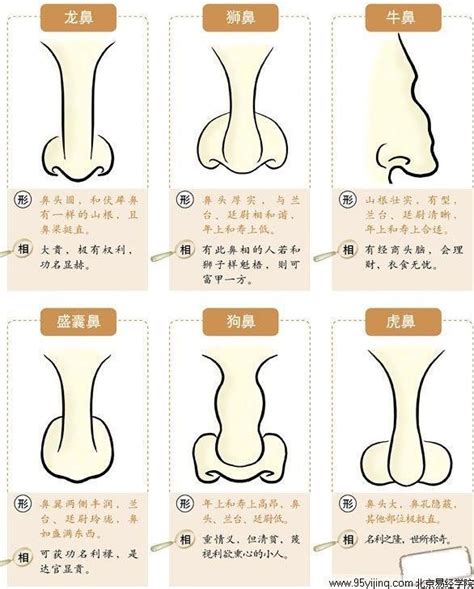 鼻子面相学|鼻相分析10款｜鼻樑有節及橫紋、豬膽鼻、鼻頭下垂代 